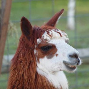 Llama