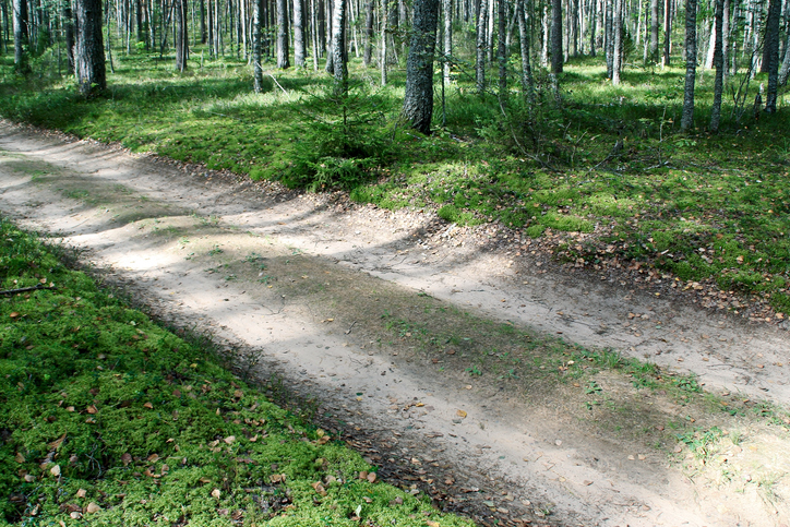 ORV trail through woods